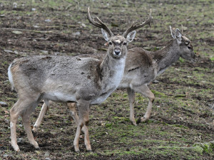 Samice vzácného daňka mezopotámského, který mále vyhynul, rozšířila stádo v olomoucké zoo. Přicestovala z Francie