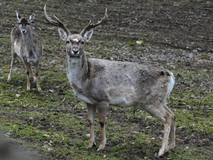 Samice vzácného daňka mezopotámského, který mále vyhynul, rozšířila stádo v olomoucké zoo. Přicestovala z Francie