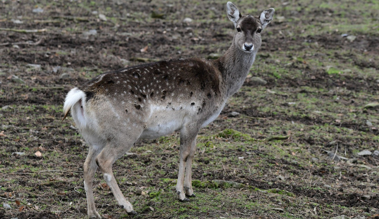 Samice vzácného daňka mezopotámského, který mále vyhynul, rozšířila stádo v olomoucké zoo. Přicestovala z Francie