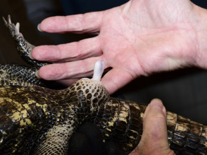 VIDEO: Úspěšné sexování olomouckých krokodýlů: zoo na Svatém Kopečku hlásí pět samců