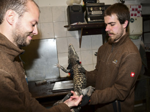 VIDEO: Úspěšné sexování olomouckých krokodýlů: zoo na Svatém Kopečku hlásí pět samců