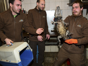 VIDEO: Úspěšné sexování olomouckých krokodýlů: zoo na Svatém Kopečku hlásí pět samců