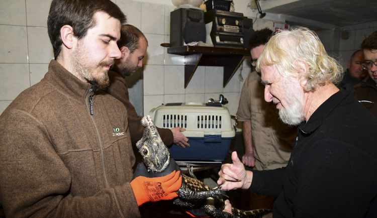 Odborníci v Zoo Olomouc určovali pohlaví odrostlých mláďat krokodýla čelnatého