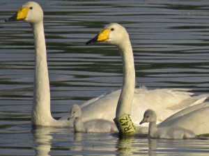 VIDEO: Labutí celebrita Zpěvanka uhynula. Na střední Moravě hnízdila šestnáct let