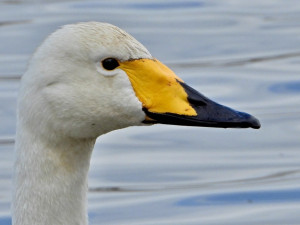 VIDEO: Labutí celebrita Zpěvanka uhynula. Na střední Moravě hnízdila šestnáct let