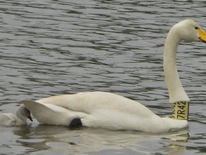 VIDEO: Labutí celebrita Zpěvanka uhynula. Na střední Moravě hnízdila šestnáct let