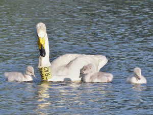 VIDEO: Labutí celebrita Zpěvanka uhynula. Na střední Moravě hnízdila šestnáct let