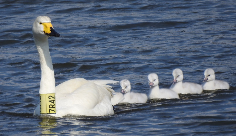 VIDEO: Labutí celebrita Zpěvanka uhynula. Na střední Moravě hnízdila šestnáct let
