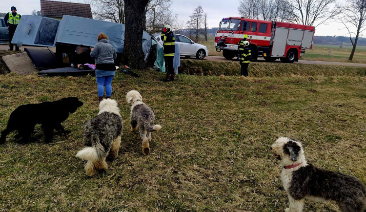 Problémová pejskařka havarovala na jihu Čech. Čtrnáct psů se rozuteklo do luk, jeden po nehodě zahynul