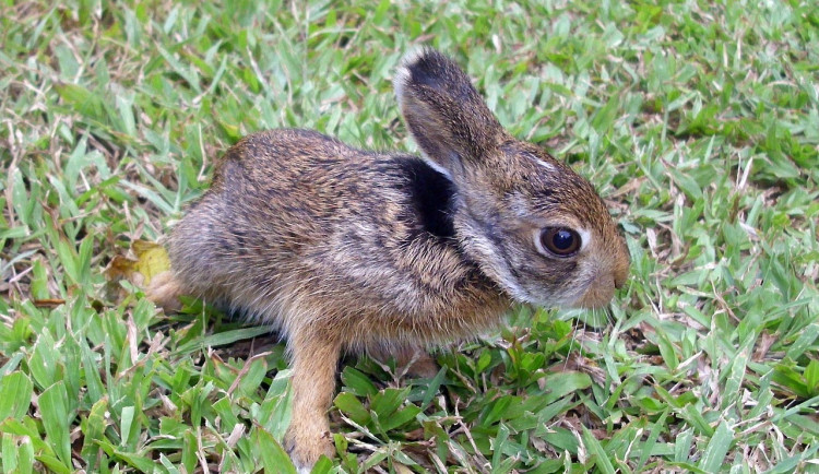 size3-16778257345713-2-lidska-pomoc-muze-mladatum-casto-uskodit-poradte-se-s-odborniky-radi-zachranne-stanice