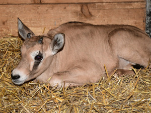 Samec Malkin překvapil, má několik potomků. Olomoucká zoo patří k nejlepším chovatelům oryxů v Evropě