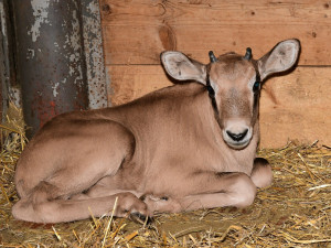 Samec Malkin překvapil, má hned několik potomků. Olomoucká zahrada patří k nejlepším chovatelům oryxů v Evropě