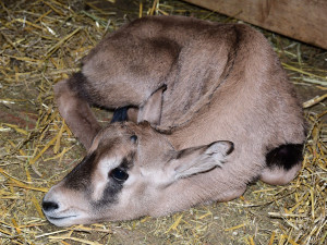 Samec Malkin překvapil, má hned několik potomků. Olomoucká zahrada patří k nejlepším chovatelům oryxů v Evropě