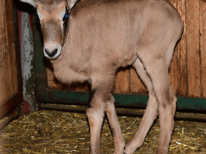 Samec Malkin překvapil, má hned několik potomků. Olomoucká zahrada patří k nejlepším chovatelům oryxů v Evropě