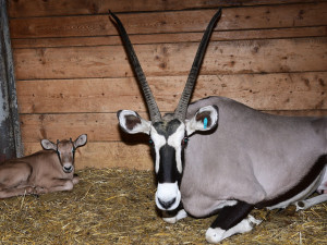 Samec Malkin překvapil, má hned několik potomků. Olomoucká zahrada patří k nejlepším chovatelům oryxů v Evropě