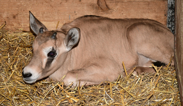 Samec Malkin překvapil, má hned několik potomků. Olomoucká zahrada patří k nejlepším chovatelům oryxů v Evropě