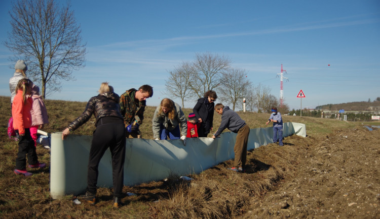 Sezóna žabích migrací se blíží. Barikády zachrání tisíce obojživelníků, pomoci s jejich stavbou může každý