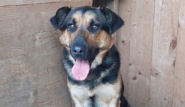 HLEDÁME PÁNÍČKA: