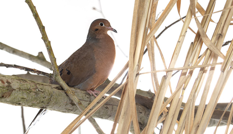 Hrdlička sokorská je v přírodě vyhubeným druhem