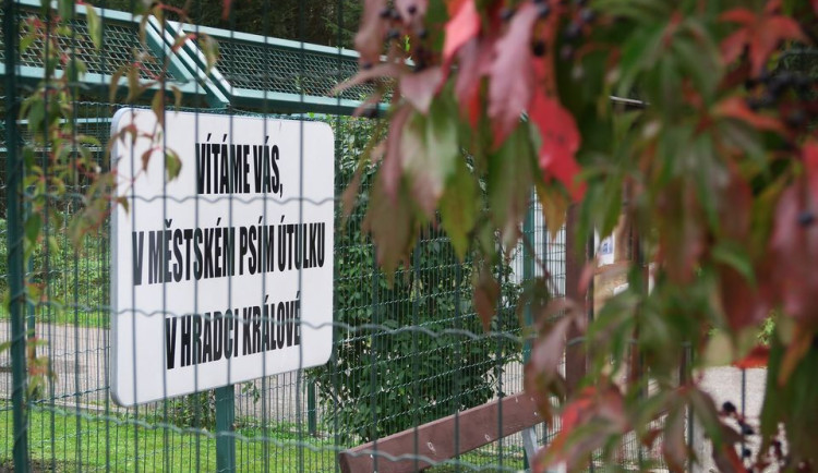 Hradecký útulek povede externí firma, město vypsalo výběrové řízení