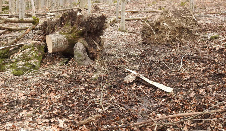 Ochránci přírody kritizují kácení v Evropsky významné lokalitě Rabštejn. Podle Lesů ČR je vše v pořádku