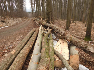 Ochránci přírody kritizují kácení v Evropsky významné lokalitě Rabštejn. Podle Lesů ČR je vše v pořádku