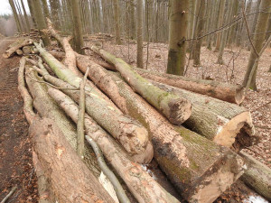 Ochránci přírody kritizují kácení v Evropsky významné lokalitě Rabštejn. Podle Lesů ČR je vše v pořádku