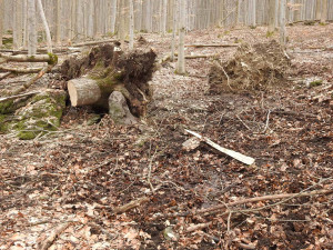 Ochránci přírody kritizují kácení v Evropsky významné lokalitě Rabštejn. Podle Lesů ČR je vše v pořádku
