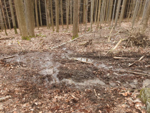 Ochránci přírody kritizují kácení v Evropsky významné lokalitě Rabštejn. Podle Lesů ČR je vše v pořádku