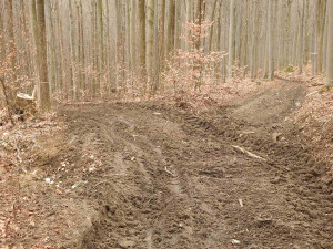 Ochránci přírody kritizují kácení v Evropsky významné lokalitě Rabštejn. Podle Lesů ČR je vše v pořádku