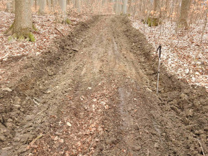 Ochránci přírody kritizují kácení v Evropsky významné lokalitě Rabštejn. Podle Lesů ČR je vše v pořádku