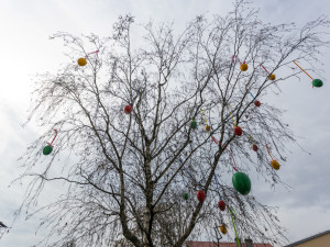 Pestrobarevná krása: kraslicovníky jarně oživily uličku v centru Olomouce