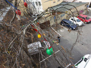 Pestrobarevná krása: kraslicovníky jarně oživily uličku v centru Olomouce