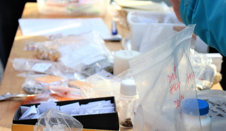 Univerzitní botanická zahrada prochází úpravou. Otevře na oblíbenou burzu semínek