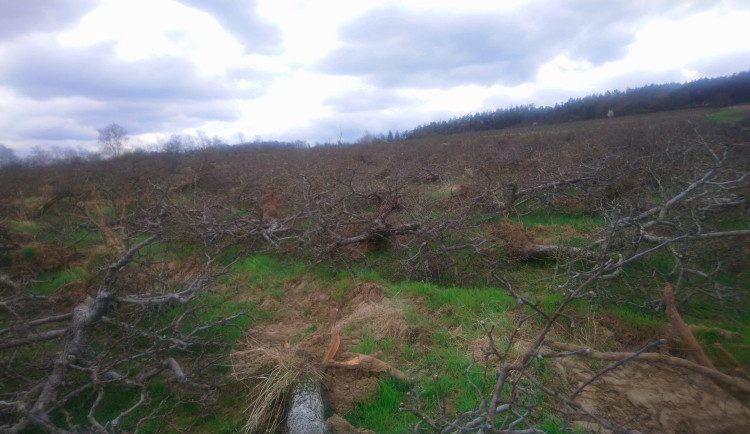Část jabloňových sadů v Mostkovicích šlo k zemi. Nemůžeme dál dotovat ztráty, vysvětlují to pěstitelé