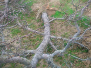 Část jabloňových sadů v Mostkovicích šlo k zemi. Nemůžeme dál dotovat ztráty, vysvětlují to pěstitelé