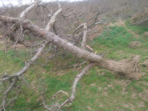 Část jabloňových sadů v Mostkovicích šlo k zemi. Nemůžeme dál dotovat ztráty, vysvětlují to pěstitelé