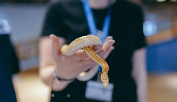 Nejjedovatější štíři i pozoruhodní plazi. Pevnost poznání chystá speciální program