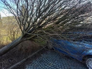 V centru Prostějova spadl strom na zaparkovaný automobil. Ukázalo se, že neměl téměř žádné kořeny