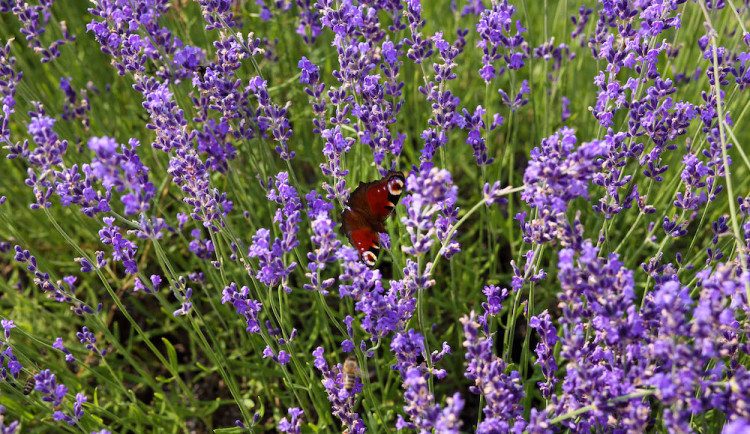 size3-16801977450007-2-lecba-deprese-ci-roztrousene-sklerozy-vyzkum-prokazal-obsah-lecivych-latek-v-bio-byline-pestovane-na