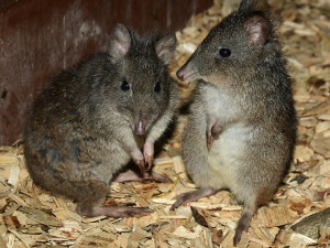 Krysa nebo klokánek? Noční pavilon v Zoo Olomouc má nové obyvatele