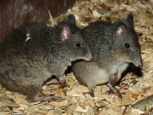 Krysa nebo klokánek? Noční pavilon v Zoo Olomouc má nové obyvatele