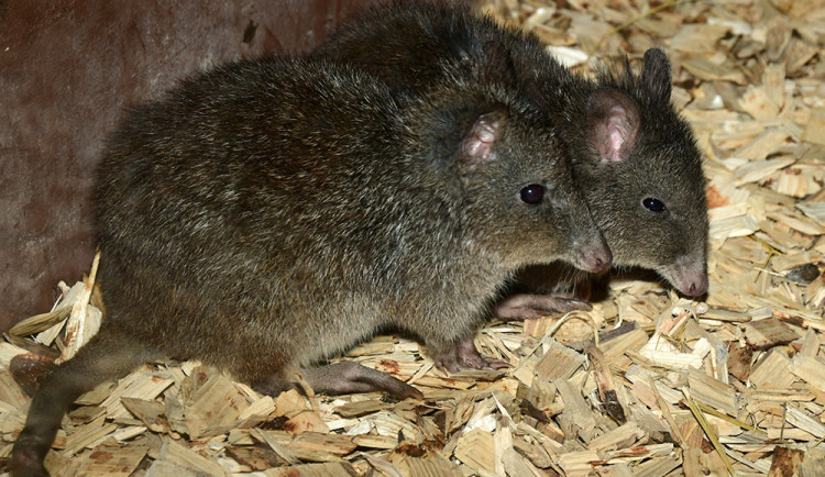 Zoo Olomouc nově chová pár klokánků krysích