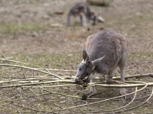 FOTOGALERIE: Vláčkem za soby a klokany. Zoo Olomouc otevřela dvě nové části safari