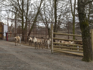 FOTOGALERIE: Vláčkem za soby a klokany. Zoo Olomouc otevřela dvě nové části safari