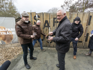 FOTOGALERIE: Vláčkem za soby a klokany. Zoo Olomouc otevřela dvě nové části safari