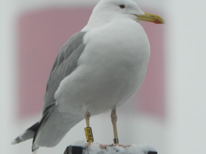 Každou zimu v Přerově. Ornitologové už deset let sledují pohyb racka s kódem PKHU