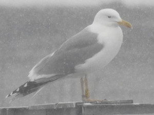 Každou zimu v Přerově. Ornitologové už deset let sledují pohyb racka s kódem PKHU
