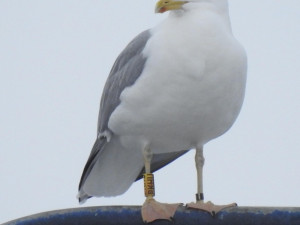 Každou zimu v Přerově. Ornitologové už deset let sledují pohyb racka s kódem PKHU