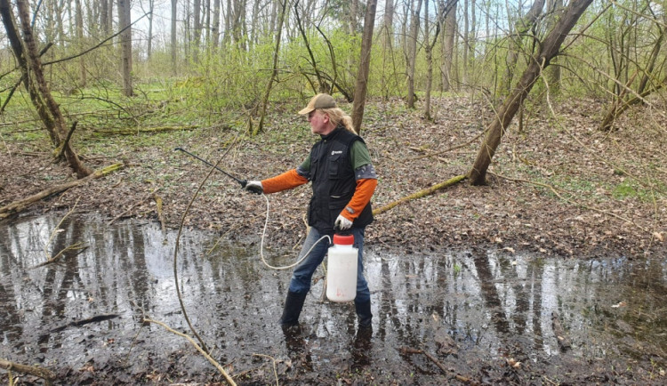 Odborníci hubí komáří larvy v Černovírském lese na okraji Olomouc